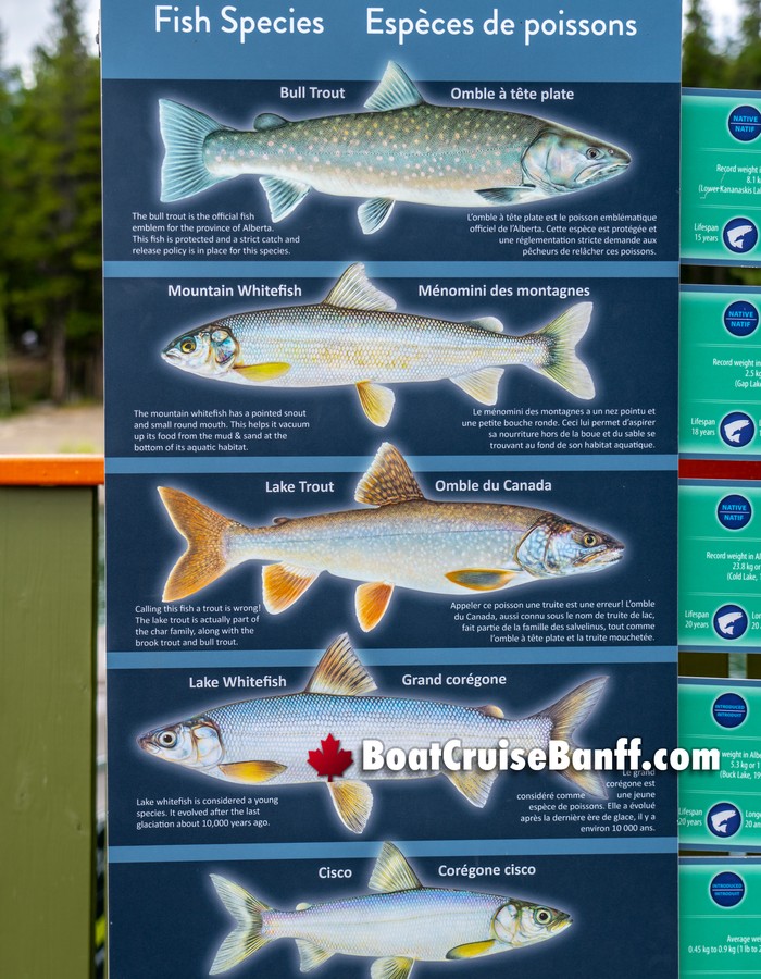 Types of Fish in Lake Minnewanka